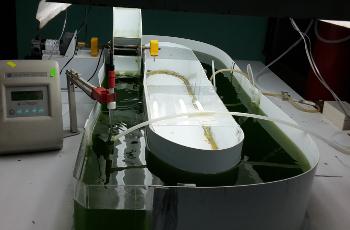 Cultivador Raceway. http://www.investigadores.utp.ac.pa/proyectos/69.